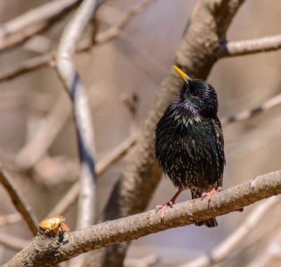 etourneau sansonnet immature-common starling