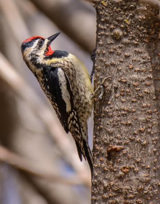 pic macule-yellow bellied woodpecker