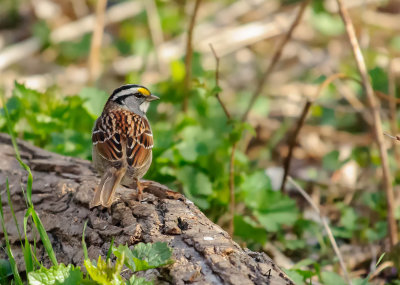 bruant a gorge blanche-white throated sparrow