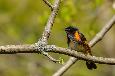 paruline flamboyante male-male american redstar