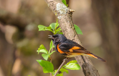 paruline flamboyante-American redstart.jpg