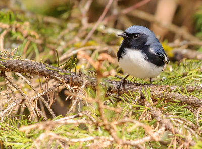 paruline bleue.black throated blue warbler.jpg