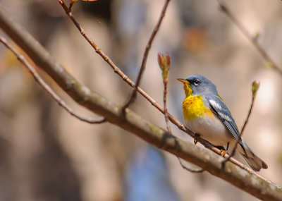 paruline a collier-northen parula.jpg