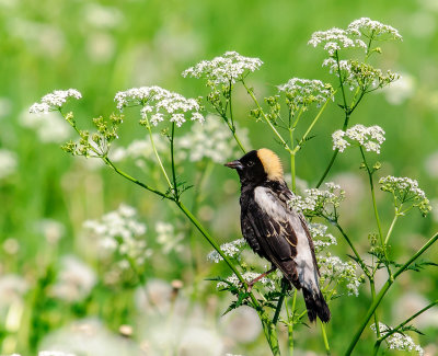 goglu des pres-bobolink