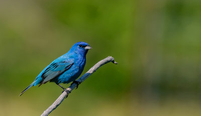 passerin indigo-indigo bunting