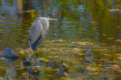 DSC_7297.JPG
