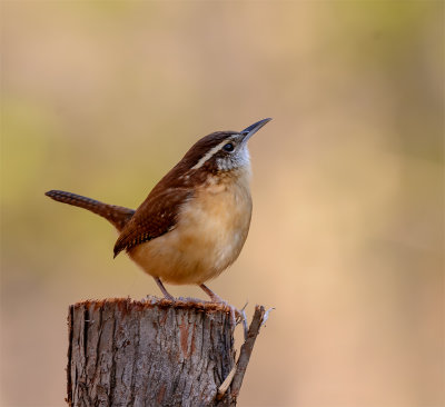 troglodyte de caroline-carolina wren