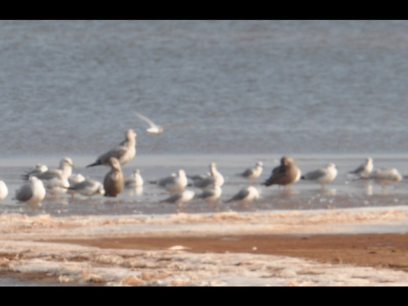 DSC_1202b.jpg