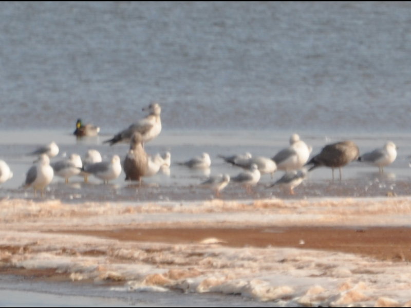 DSC_1207b.jpg