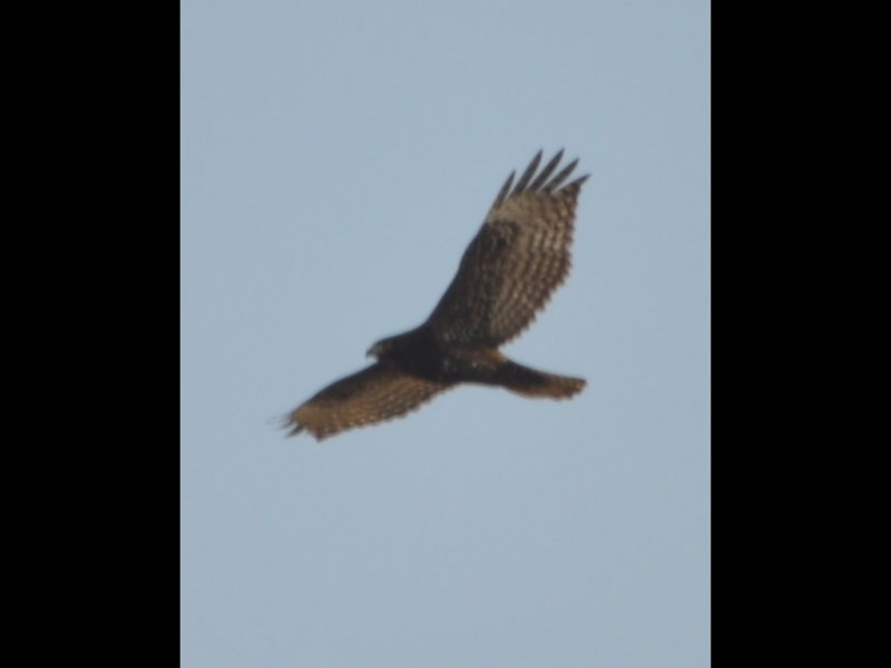 DSC_1527b.jpg