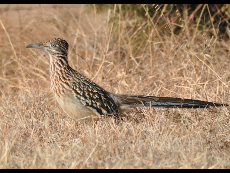 DSC_1612b.jpg