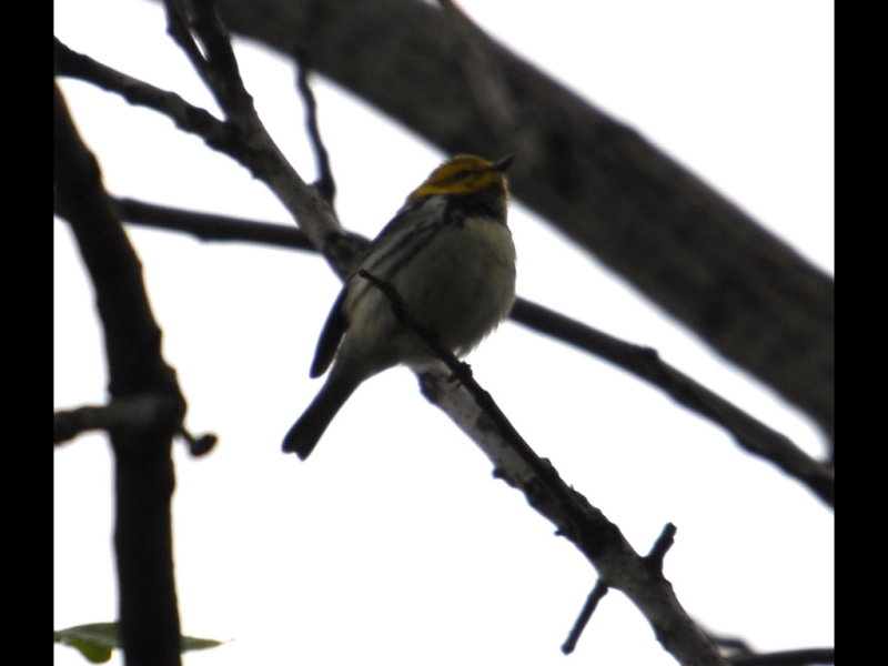 DSC_0054b.JPG