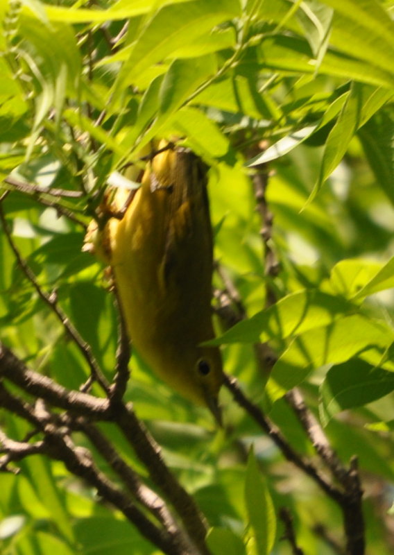 DSC_0159b.JPG
