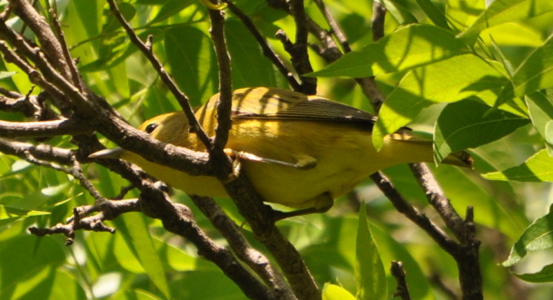DSC_0163b.JPG