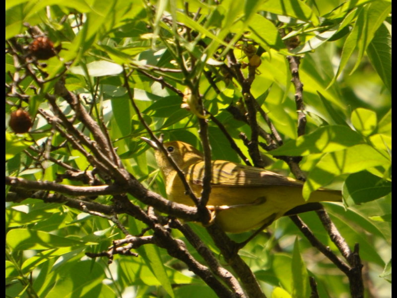 DSC_0164b.JPG