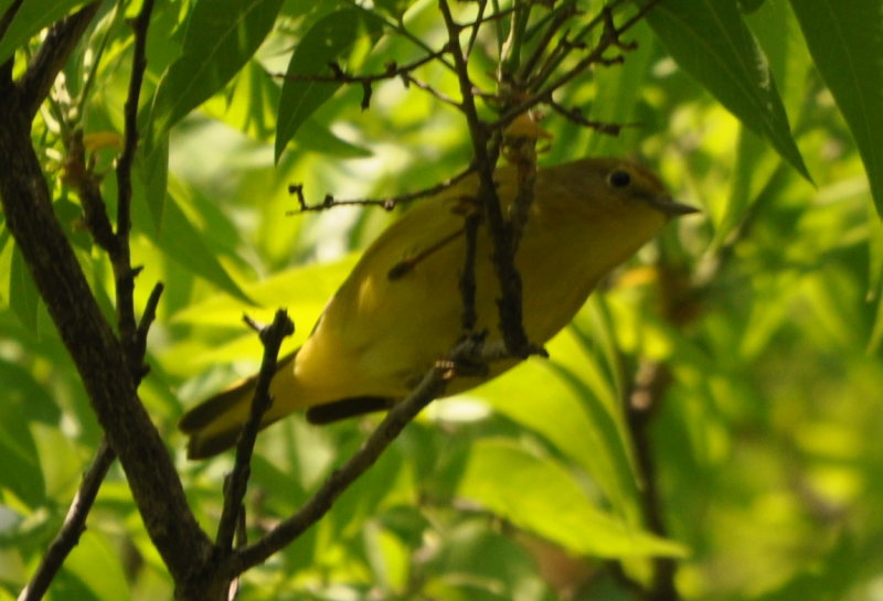 DSC_0178b.JPG