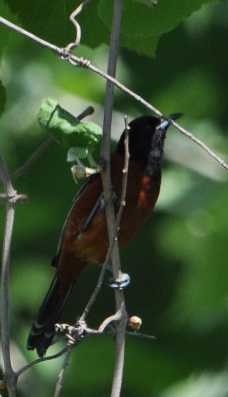 DSC_0305b.JPG