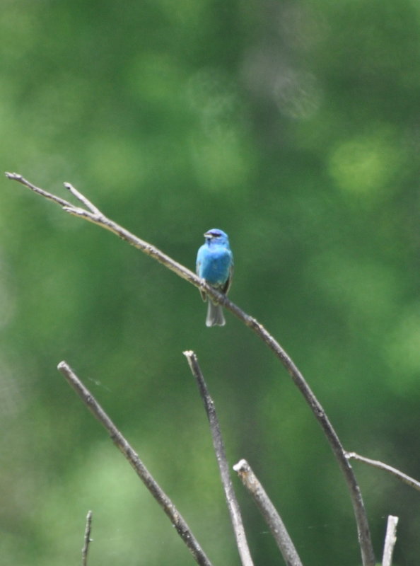 DSC_0401b.JPG
