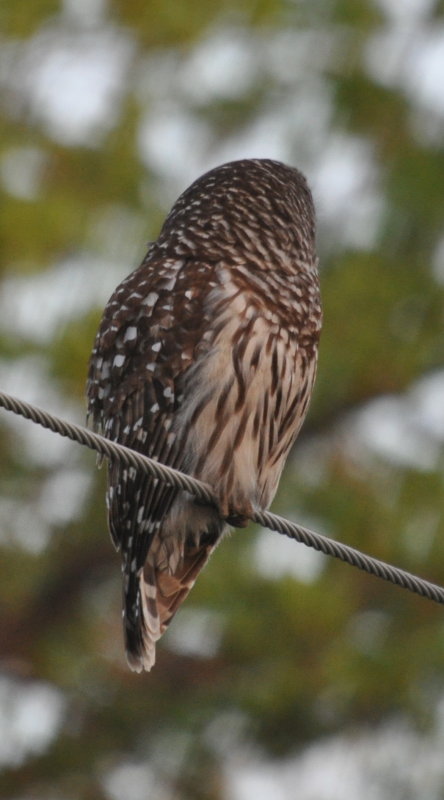 DSC_0570b.JPG