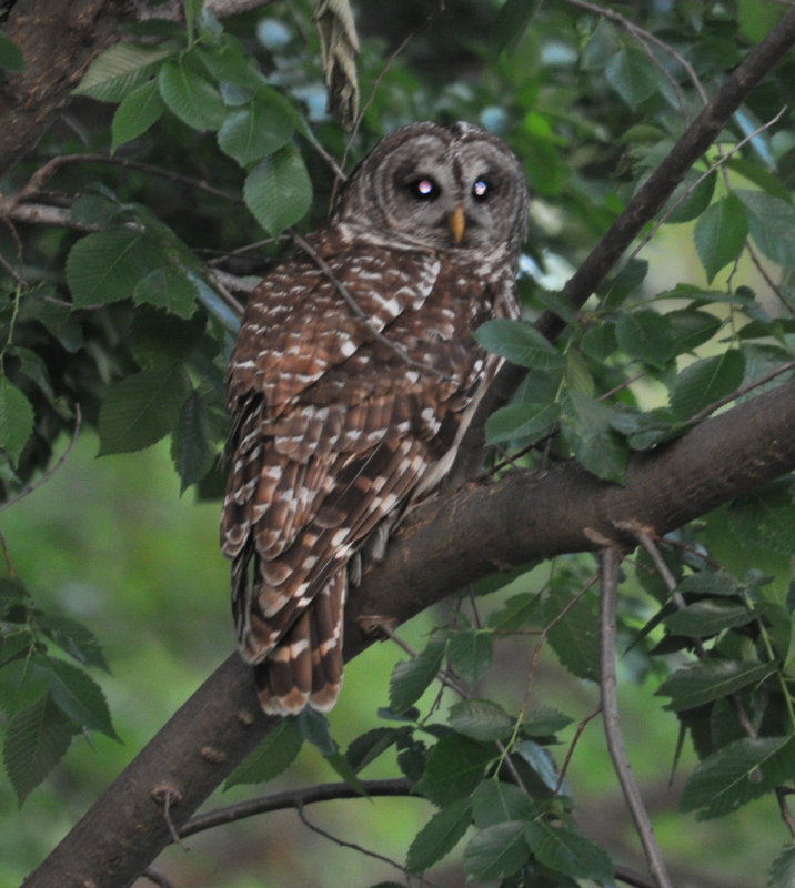 DSC_0574b.JPG