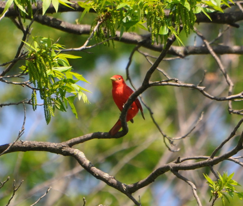 DSC_0117b.JPG