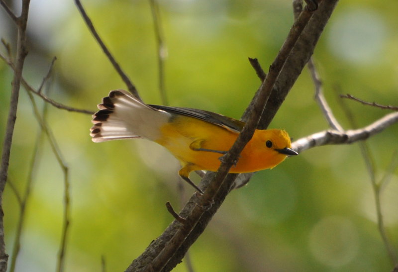 DSC_0429b.JPG