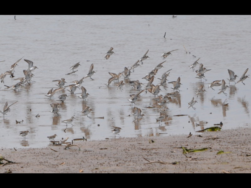 DSC_0366b.jpg