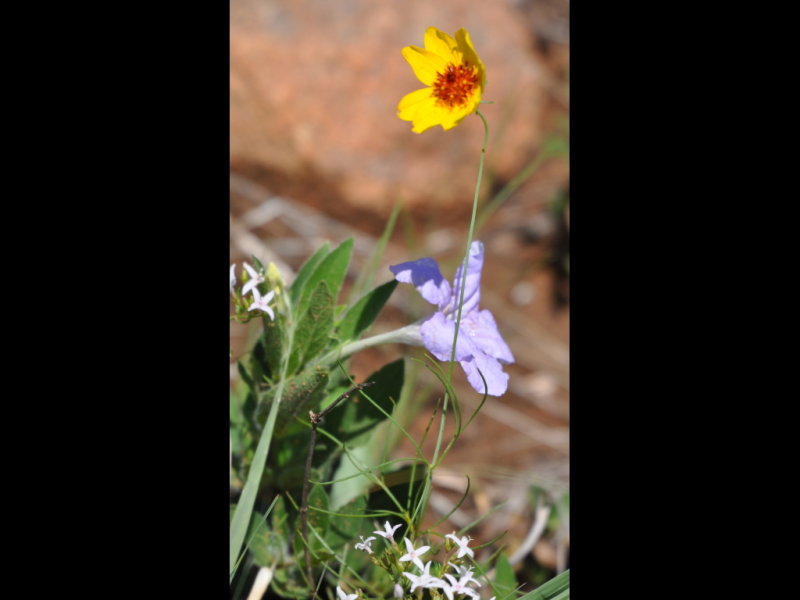 DSC_0416b.JPG
