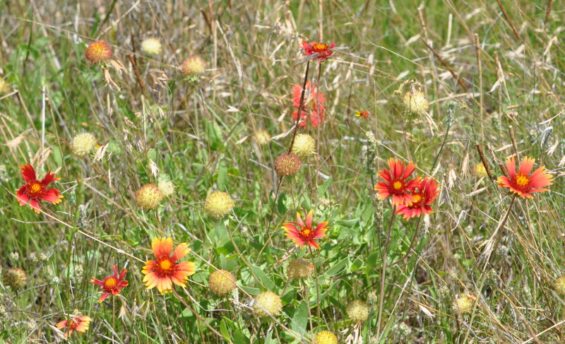 DSC_0429b.JPG