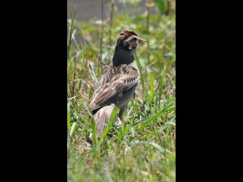 DSC_0469b.JPG