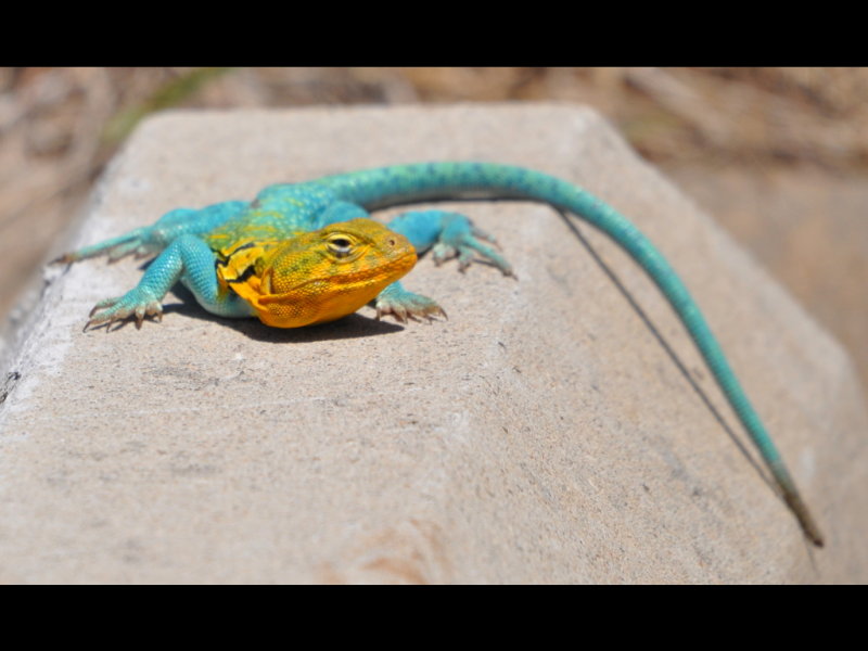 DSC_0581b.JPG