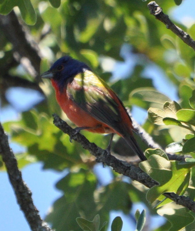 DSC_0899b.JPG