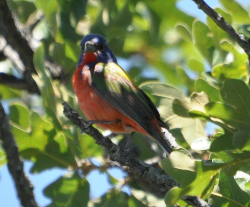 DSC_0914b.JPG