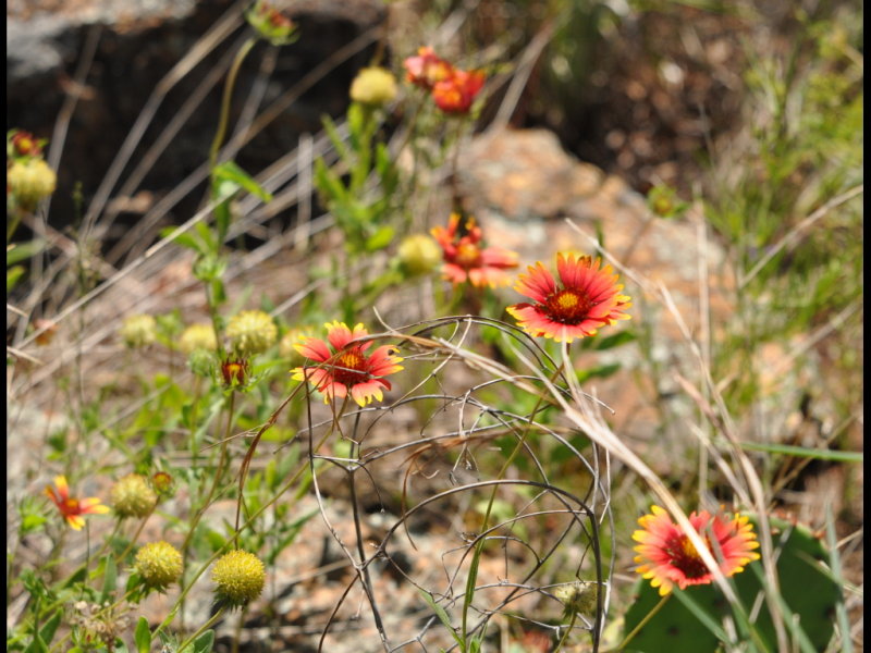 DSC_1087b.JPG