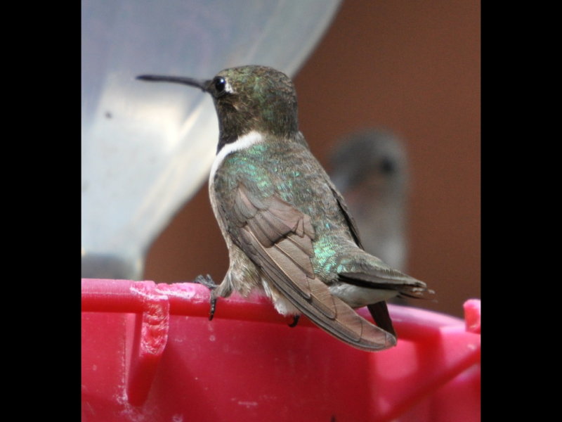 DSC_0137b.JPG