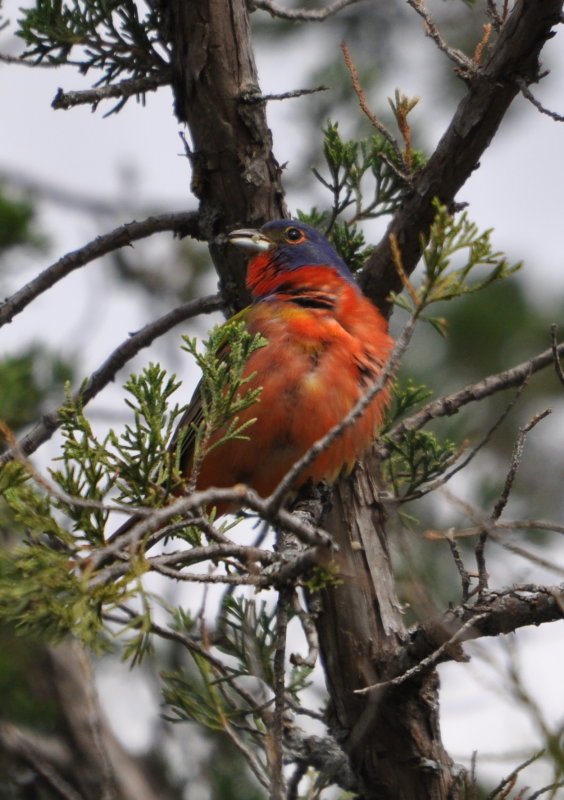 DSC_0348b.JPG