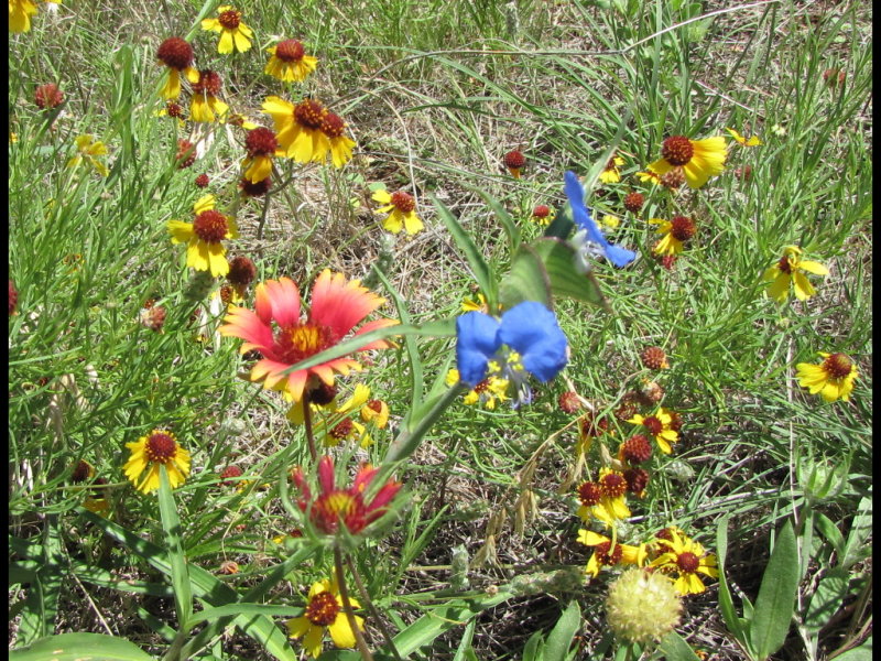 IMG_5437b.JPG