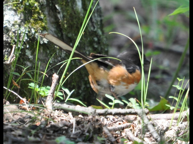 DSC_0563b.JPG