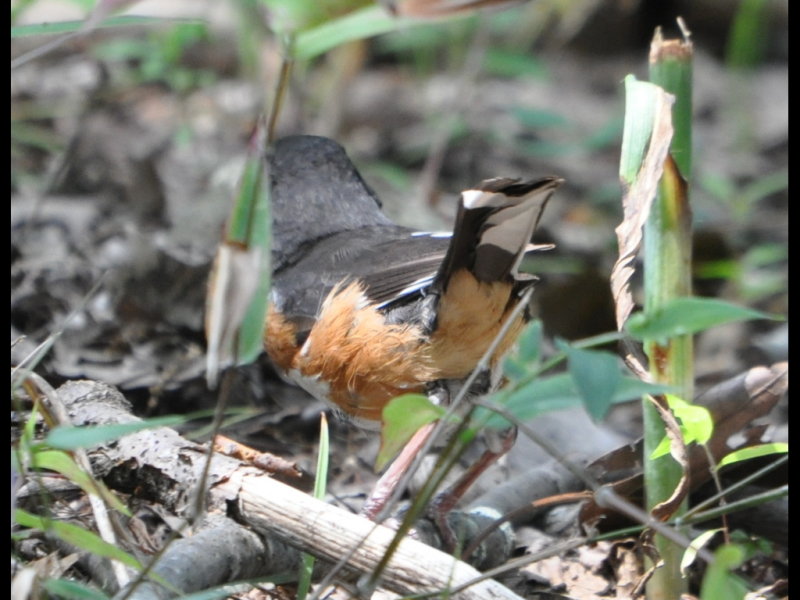 DSC_0566b.JPG