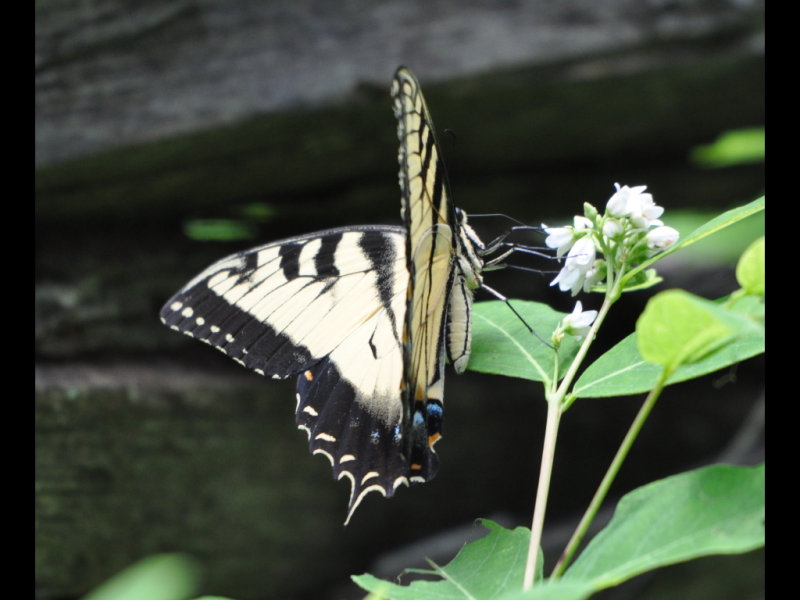 DSC_0651b.JPG