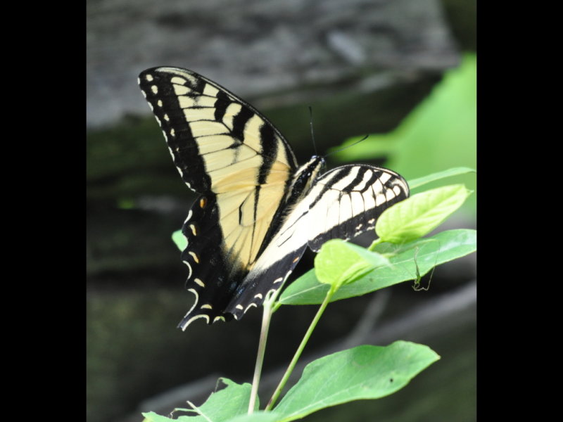 DSC_0655b.JPG