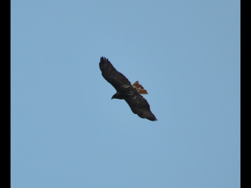DSC_0684b.JPG