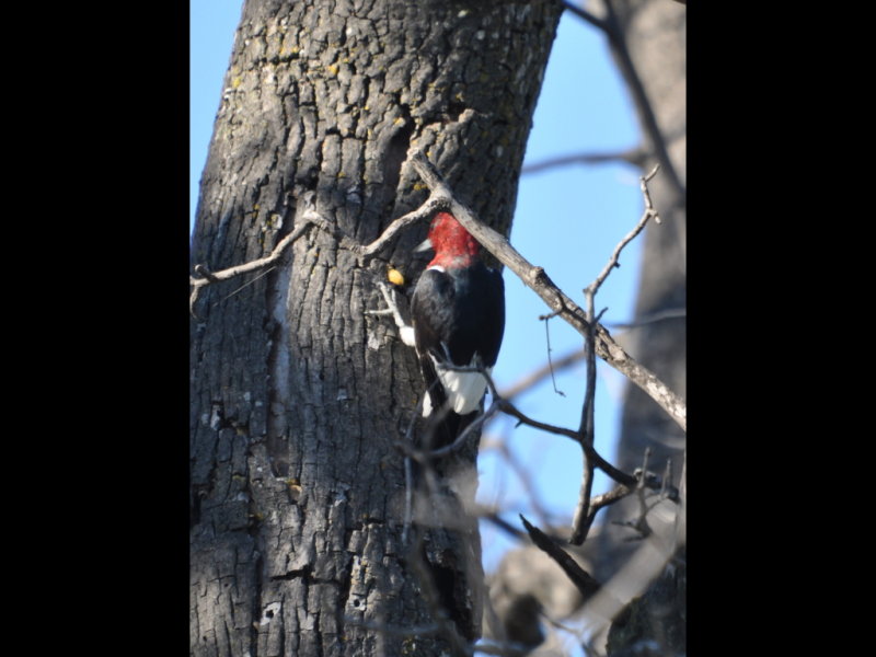 DSC_0399b.JPG