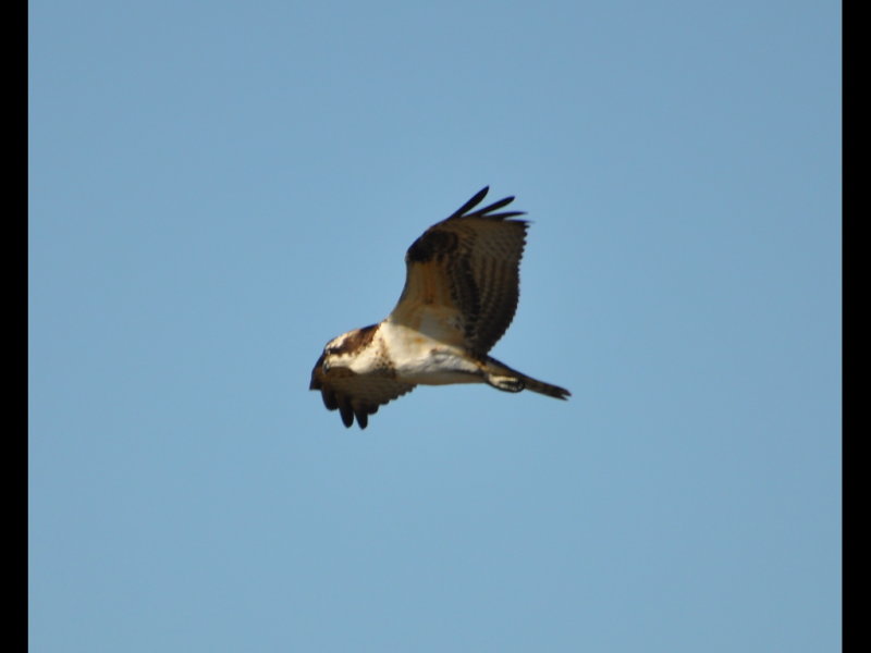 DSC_0422b.JPG