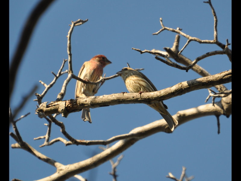 DSC_0427b.JPG