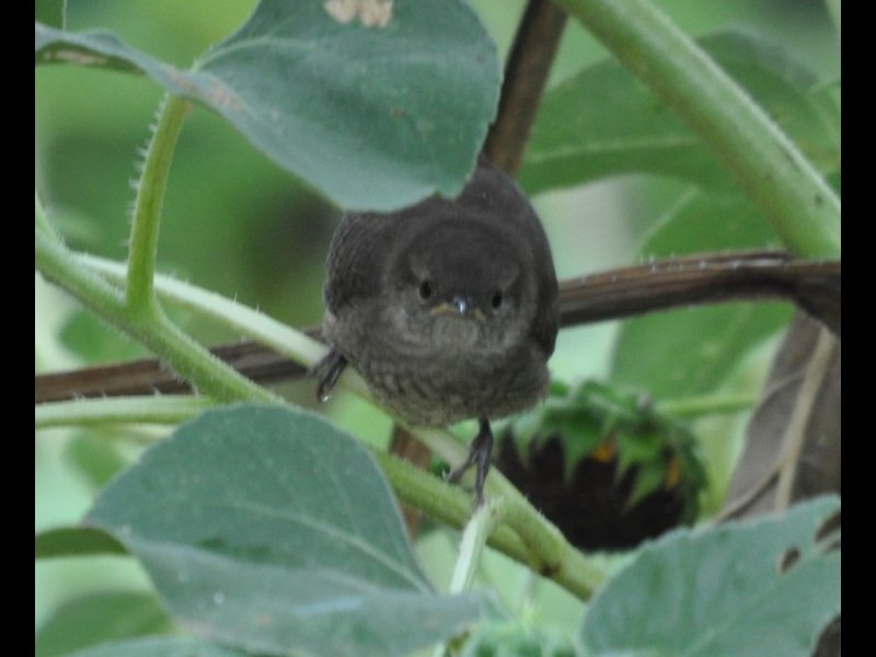 DSC_1007b.JPG