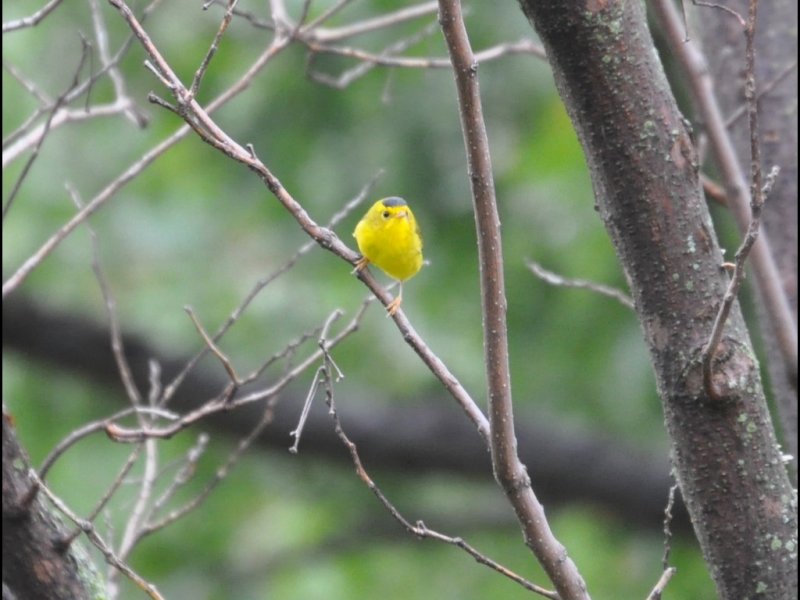DSC_1087b.JPG