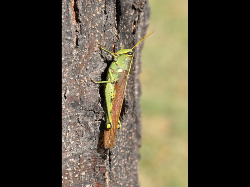 DSC_0658p.JPG
