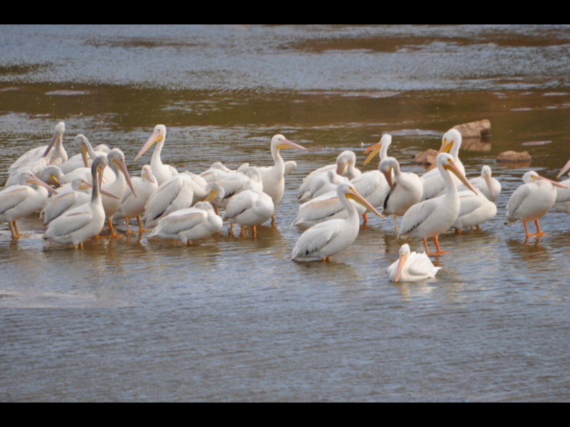 DSC_0727b.JPG