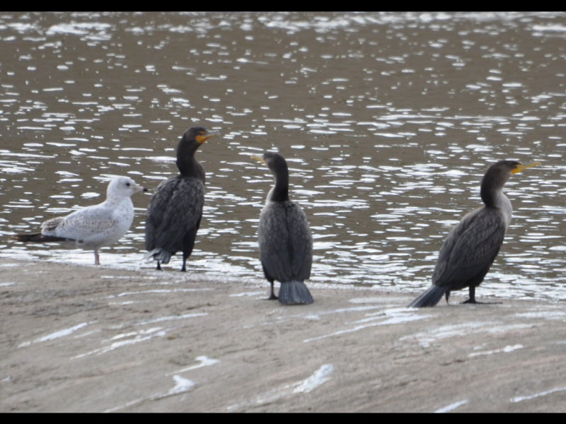 DSC_0765b.JPG